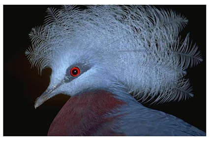 crowned_pigeon
